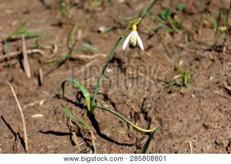 Snowdrop Or Galanthus Bulbous Perennial Herbaceous Plant With Two Linear Leaves And A Single Small W