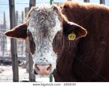 Jonge stier met Tag op haar oor