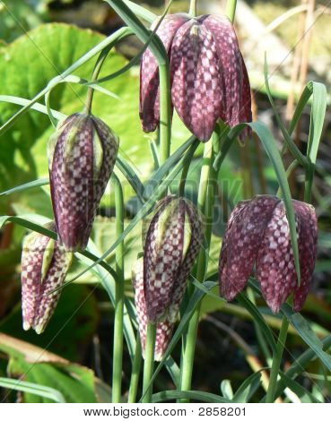 Jardín Fritillary