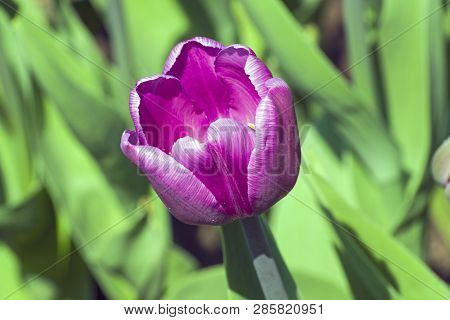 Tulipa Of The Emblazon  Species On A Flowerbed.