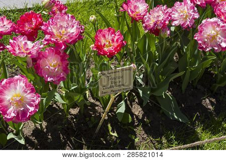 Tulipa Of The Double Sugar Species On A Flowerbed. Translation Of The Word On Nameplate: 