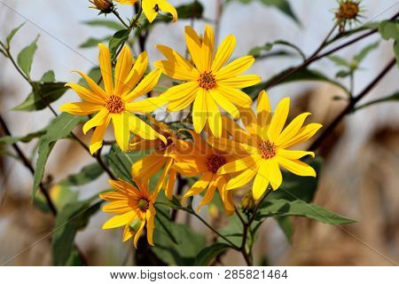 Yellow Fully Open Blooming Flowers Of Jerusalem Artichoke Or Helianthus Tuberosus Or Sunroot Or Sunc