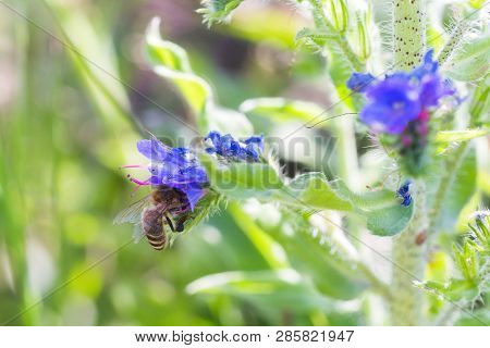 Honey Bee Collects Nectar From Echium Vulgare, Viper's Bugloss, Blueweed. Collect Pollen In The Mead