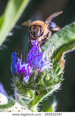 Honey Bee Collects Nectar From Echium Vulgare, Viper's Bugloss, Blueweed. Collect Pollen In The Mead