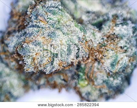 A Indica Leaning Hybrid Flower Called Wedding Cake On A White Background.