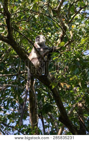 Gray Langur Monkeys