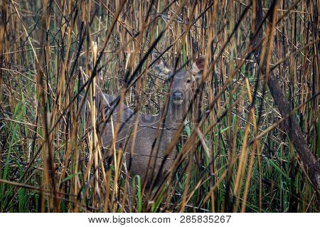 Hog Deer In Burnt Elephant Grass