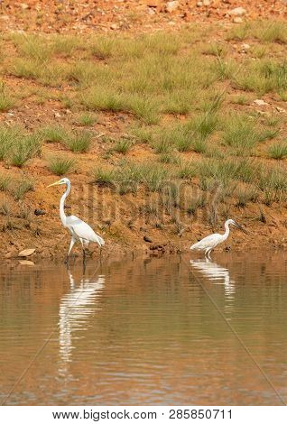 Great Egret, Ardea Alba, And Little Egret, Egretta Garzetta, Two Birds Wading Together In Sungei Bul