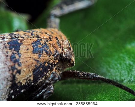 Macro Photography Of Head Of Planthopper On Green Leaf