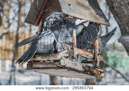 A Group Of Gray Pigeons Is In A Brown Wooden Bird And Squirrel Feeder House In The Park In Winter