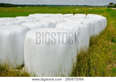 Hay Packed In Polyethylene Pvc Packaging Lies On The Field On Green Grass On A Sunny Summer Day.
