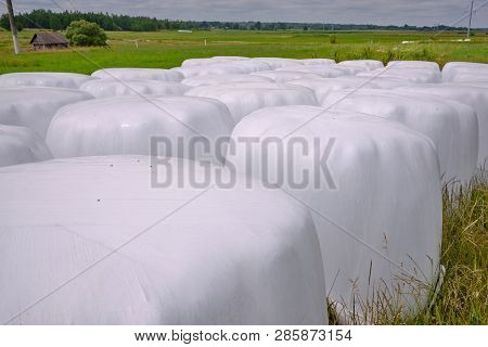 Hay Packed In Polyethylene Pvc Packaging Lies On The Field On Green Grass On A Sunny Summer Day.