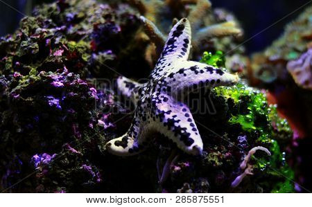 White Cake Sea Star - Anthenea Aspera