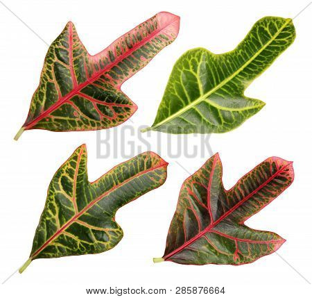 Codiaeum Variegatum (garden Croton Or Variegated Croton) Foliage, Croton Leaves On Branch Isolated O