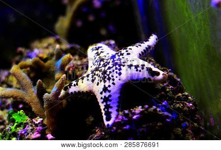 White Cake Sea Star - Anthenea Aspera