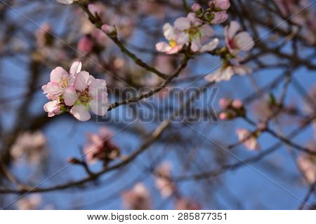 Almond Blossom. Spring Background Almond Blossoms Jerusalim