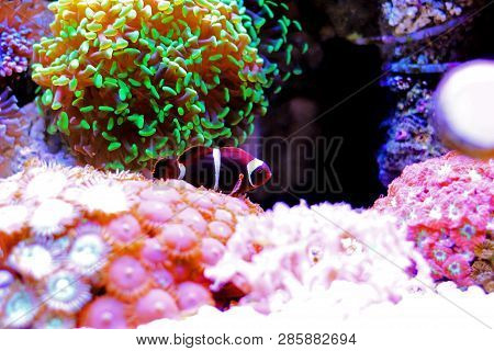 Golden Flake Maroon Clownfish - Premnas Biaculeatus (juvenile)