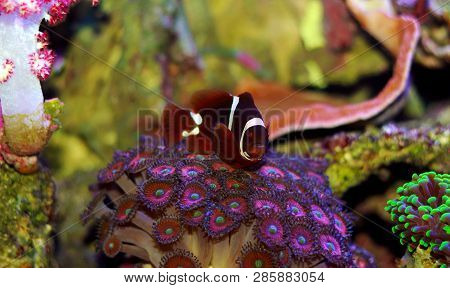 Golden Flake Maroon Clownfish - Premnas Biaculeatus (juvenile)