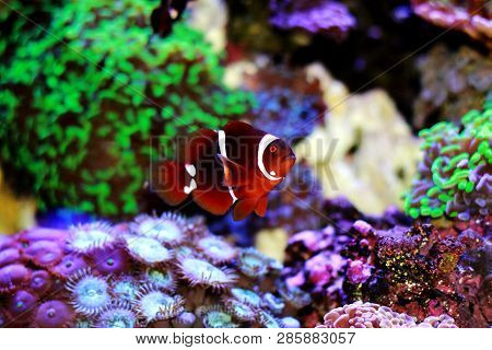 Golden Flake Maroon Clownfish - Premnas Biaculeatus (juvenile)
