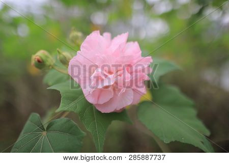 A Pink Mutabilis Hibiscus Flowers In Garden Under Sunshine