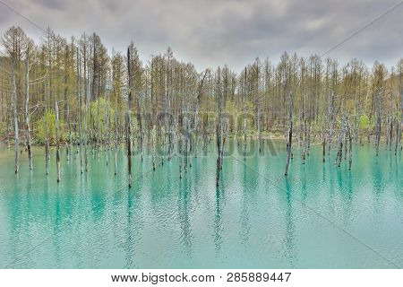 Blue Pond Aoiike ,biei Hokkaido Japan