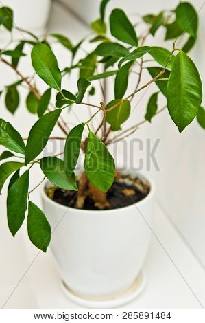 Green Pot Plant In White Room As Decoration. Ceylon Willow Or Ficus Benjamina