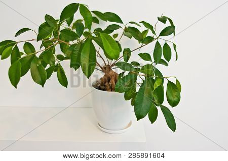 Green Pot Plant In White Room As Decoration. Ceylon Willow Or Ficus Benjamina