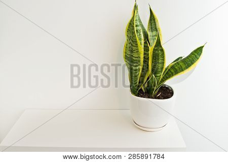 Green Pot Plant In White Room As Decoration, Sansevieria