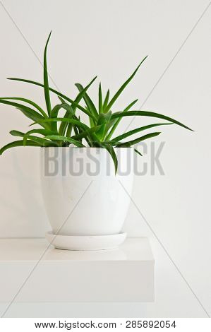 Green Pot Plant In White Room As Decoration. Aloe Vera