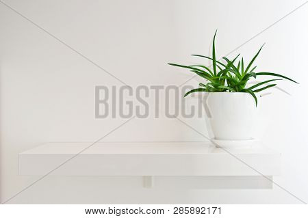 Green Pot Plant In White Room As Decoration. Aloe Vera