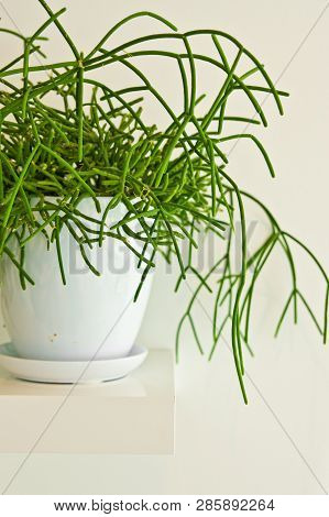 Green Pot Plant In White Room As Decoration. Rhipsalis