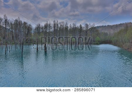 Ational Park Taken During Summer Biei