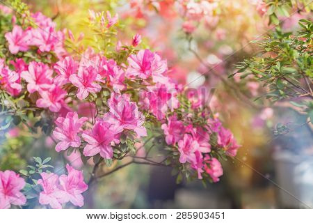 Assortment Of Blooming Azaleas Rhododendrons In Flower Pots In Old Greenhouse. Row Of Blooming Plant