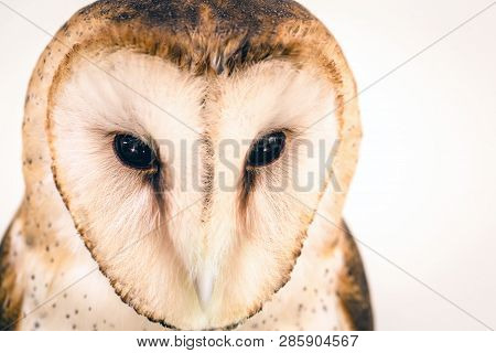 Owl Face In High Resolution