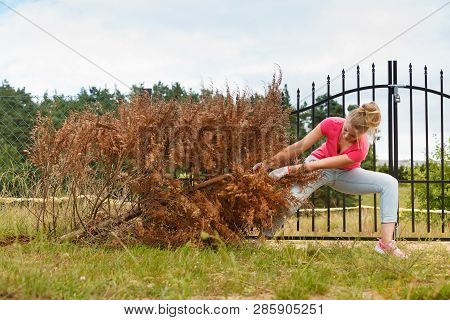 Woman Gardener Removing And Pulling Withered Dried Thuja Tree From Her Backyard. Hard Yard Work Arou