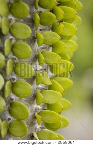 Madagaskar Ocotillo