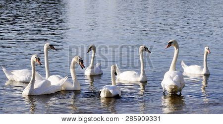 A Gaggle Of Eight White Domestic Geese Swimming In The Pond