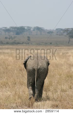Lone elefant