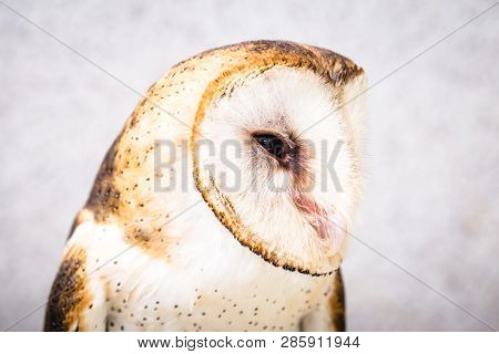 Owl Face In High Resolution