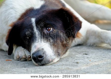 Close Up Black White Thai Dog With Cute Face Sleeping On Cement Ground Floot