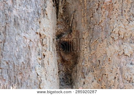 Stingless Bee Hive In Tree. Insect Nest