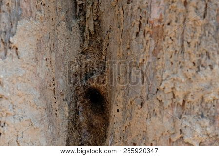 Stingless Bee Hive In Tree. Insect Nest