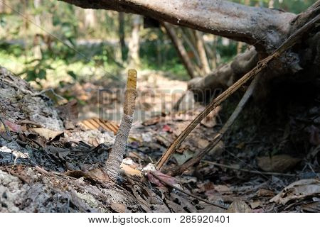Stingless Bee Hive In Tree. Insect Nest