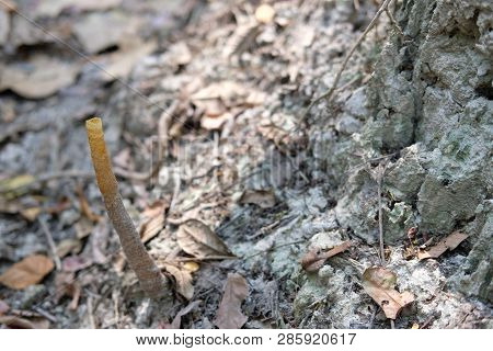 Stingless Bee Hive In Tree. Insect Nest