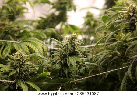 Marijuana. Marijuana and Cannabis growing indoors. Marijuana Grow Tent with lights. Medical and Recreational Cannabis plants. 