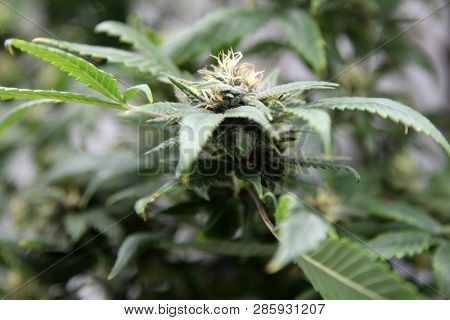 Marijuana. Marijuana and Cannabis growing indoors. Marijuana Grow Tent with lights. Medical and Recreational Cannabis plants. 