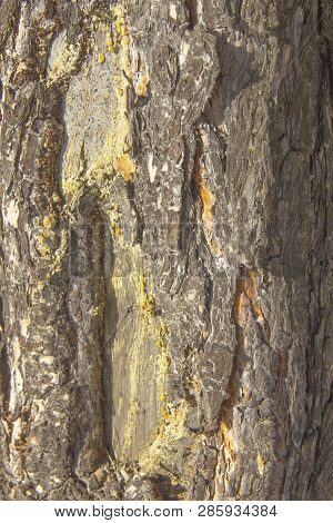 Pine Bark A Beautiful Fragment Of The Shell Of A Tree Brown