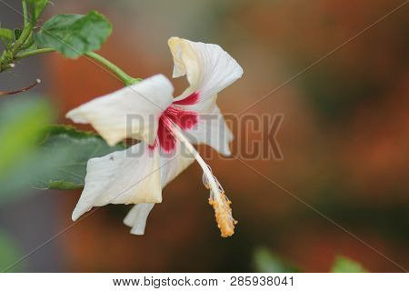 Beautiful Flower A Fresh Red Hibiscus Flowers Or Bunga Raya On Green Leaves Blooming In Green Garden
