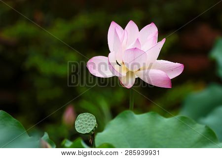 Pink Lotus Bud And Green Leaf Close Up
