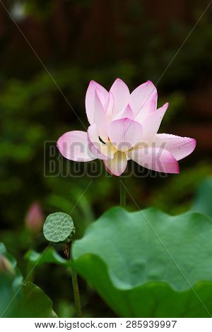 Beautiful Pink Lotus Flower,and Lotus Flower Bud